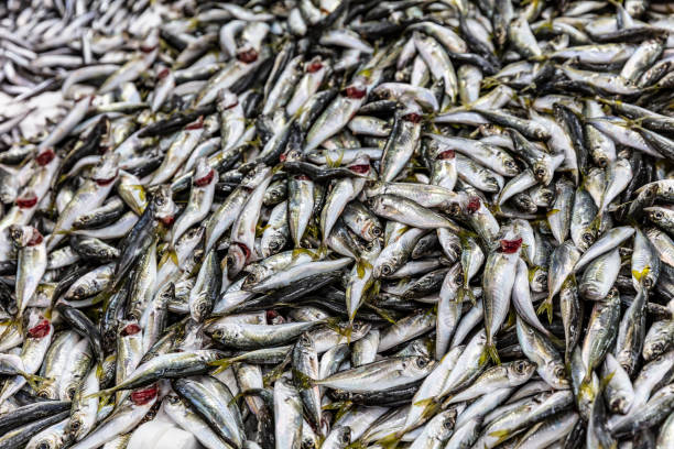 istock newly captured atlantic horse mackerels (scads) 1089076766
