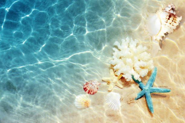 Seashell on the summer beach in sea water. Summer background. Summer time