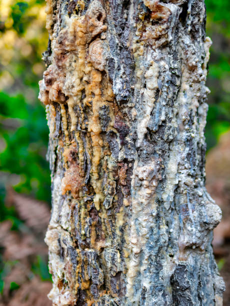 istock pine resin in a meadow 1089078180