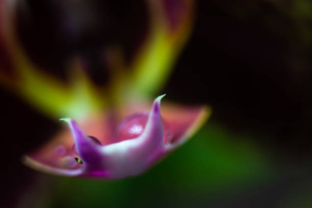 istock A drop of water on the flower. 1089080150