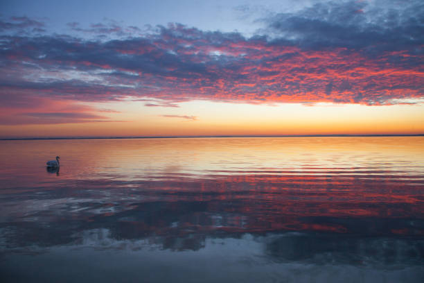 single swan in peaceful waters at dusk