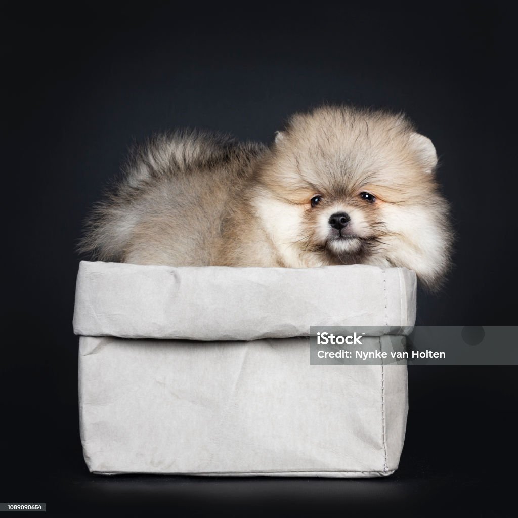 귀여운 아기 Pomeranian 강아지 서 측 방법 회색 종이 가방에 빛나는 검은 눈을 가진 가장자리를 찾고 절연된에 B Ack  배경입니다 가방에 대한 스톡 사진 및 기타 이미지 - Istock