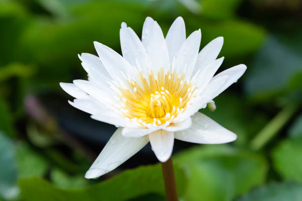 istock White lotus, White water lily 1089093498
