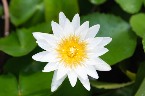 istock White lotus, White water lily 1089093690