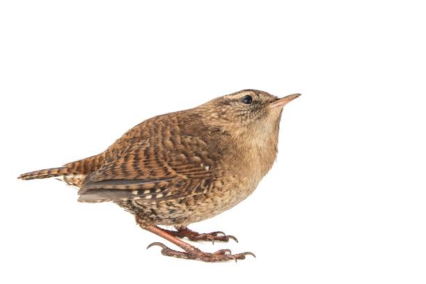 istock Eurasian Wren, Troglodytes troglodytes, isolated on white background. 1089093776