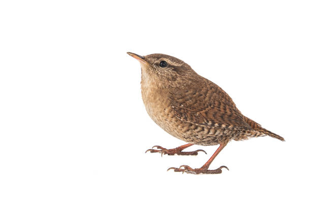 istock Eurasian Wren, Troglodytes troglodytes, isolated on white background. 1089093806