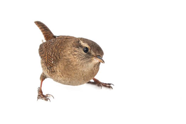 istock Eurasian Wren, Troglodytes troglodytes, isolated on white background. 1089093808
