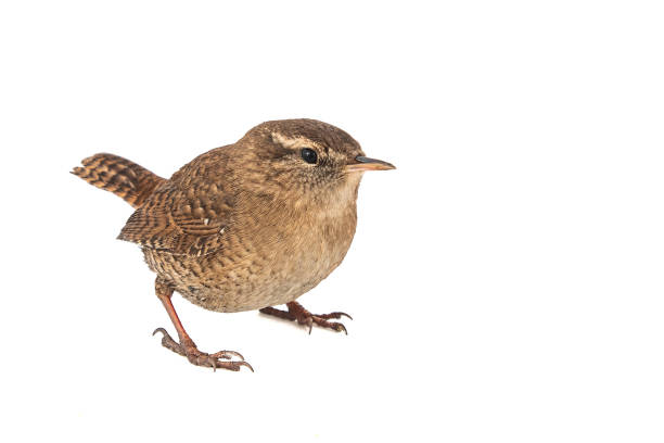 istock Eurasian Wren, Troglodytes troglodytes, isolated on white background. 1089093814