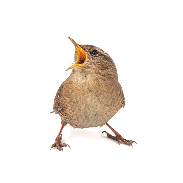 istock Eurasian Wren, Troglodytes troglodytes, isolated on white background. 1089093818