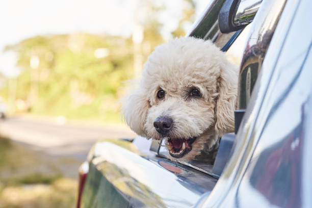 istock Cute poodle dog in car 1089094134