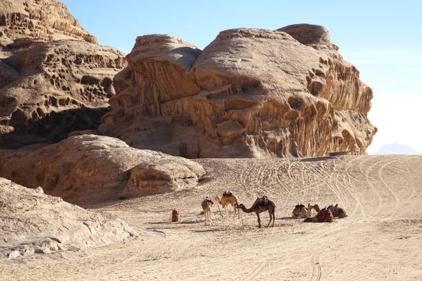 istock Camels in the Wadi Rum 1089094798