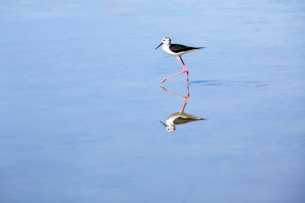 storch mit weißen und schwarzen federn und roten beinen zu fuß durch einen see und im blauen wasser reflektiert. - himantopus himantopus mexicanus stock-fotos und bilder