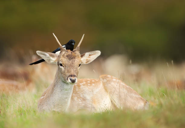 istock Young Fallow deer lying in the meadow with an Eurasian Magpie sitting on its head 1089099900