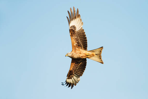 istock Red kite in flight against clear blue sky 1089099936