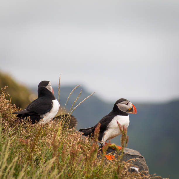 istock 2 two Puffins bird in Iceland 1089099968