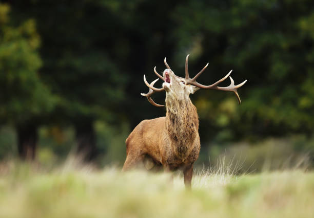 istock Red deer stag bellowing during mating season in autumn 1089100426