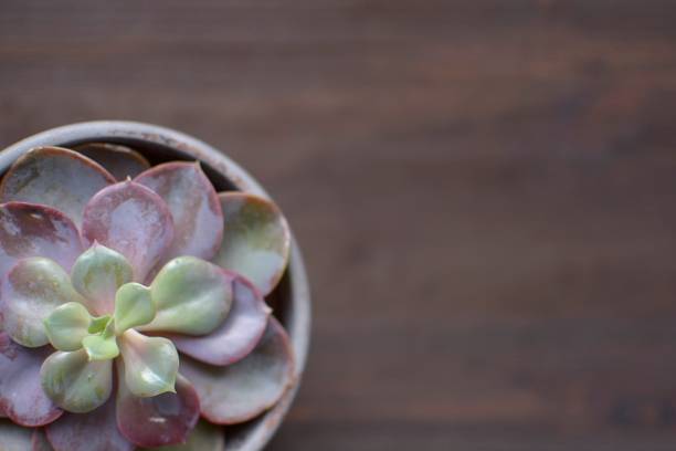 istock still life with succulent on wood background 1089100436