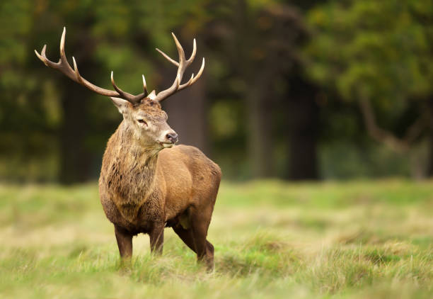 istock Red Deer stag standing in the grass 1089100456