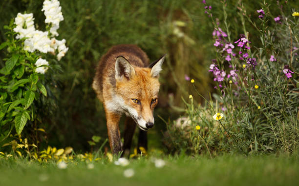 istock Red fox in the garden with flowers 1089100564