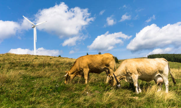 istock Cows graze in a lush meadow with a wind turbine in the background 1089100772