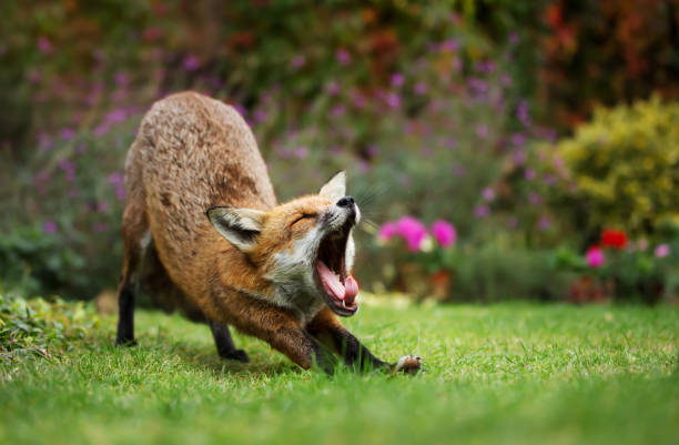 primo-up di una volpe rossa sbadigliante dopo aver fatto un pisolino - animal mammal outdoors red fox foto e immagini stock