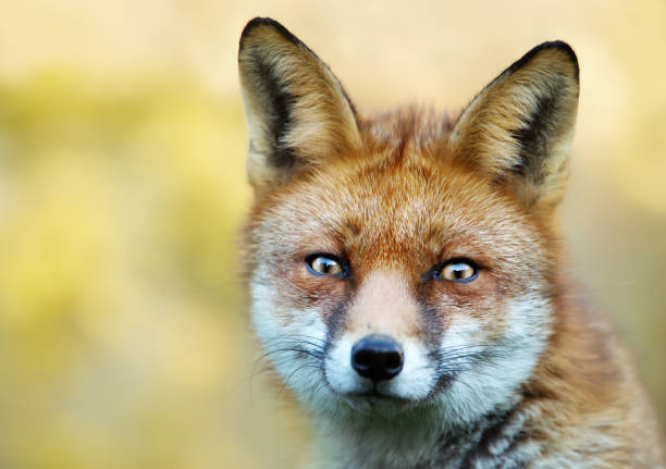 istock Close-up of a red fox against colourful background 1089101000
