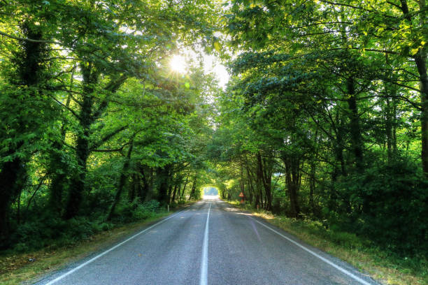 Detail of a gravel road crossing an autmnal forest