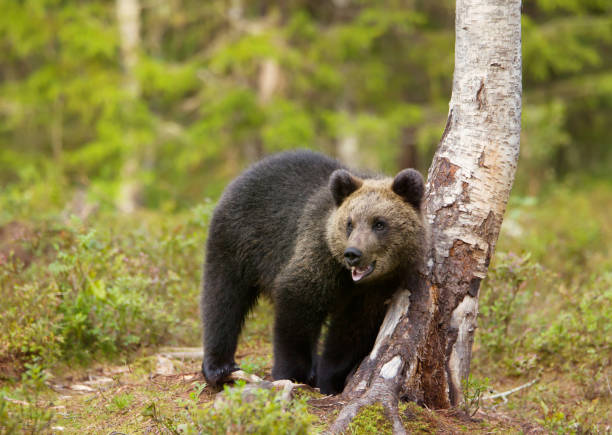 istock Eurasian brown bear cub standing by a birch tree in the forest 1089101124