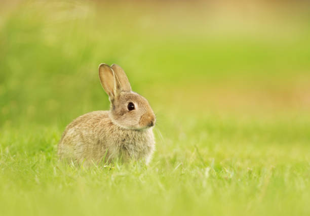 istock Wild young rabbit sitting in the meadow 1089101182