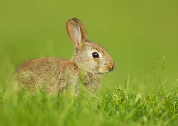 istock Wild young rabbit sitting in the meadow 1089101236