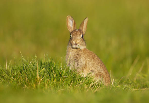 istock Wild young rabbit sitting in the meadow 1089101334