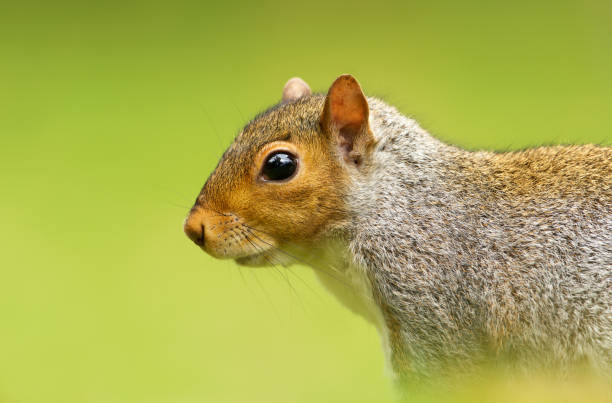 istock Close-up of a Grey squirrel against green background 1089101606