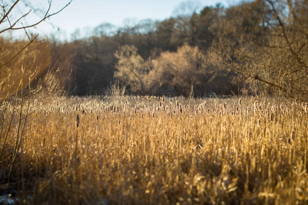 istock Field of grasses 1089103136