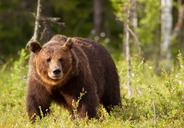 istock European brown bear male in boreal forest 1089103142