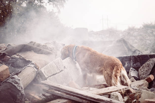 개 부 상당한 사람을 찾고입니다. - natural disaster tornado damaged demolished 뉴스 사진 이미지