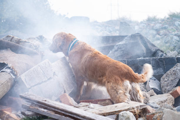 istock Dog looking for injured people. 1089103800