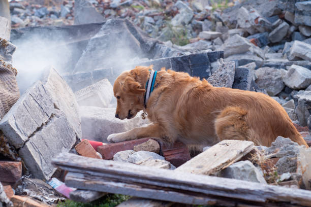 istock Dog looking for injured people. 1089103810