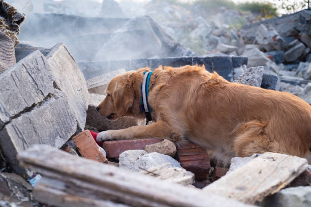 istock Dog looking for injured people. 1089103862