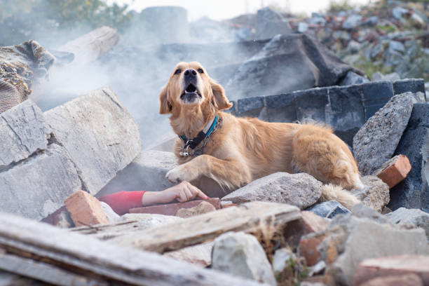 Dog looking for injured people.