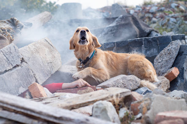 собака ищет раненых. - natural disaster tornado damaged demolished стоковые фото и изображения