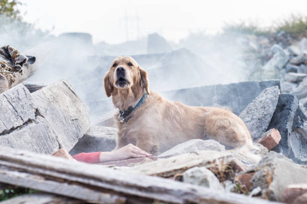 istock Dog looking for injured people. 1089103962