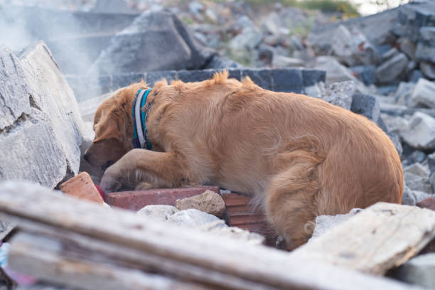 istock Dog looking for injured people. 1089103970