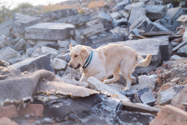 hund auf der suche nach verletzten personen. - tornado natural disaster damaged house stock-fotos und bilder