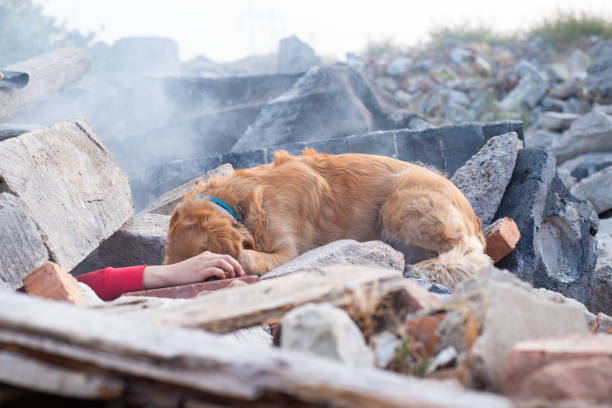 istock Dog looking for injured people. 1089104110