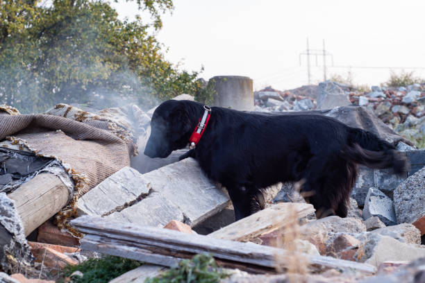 собака ищет раненых. - natural disaster tornado damaged demolished стоковые фото и изображения