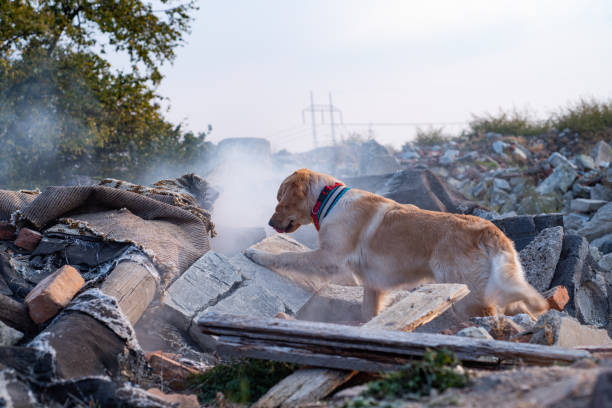 istock Dog looking for injured people. 1089104284