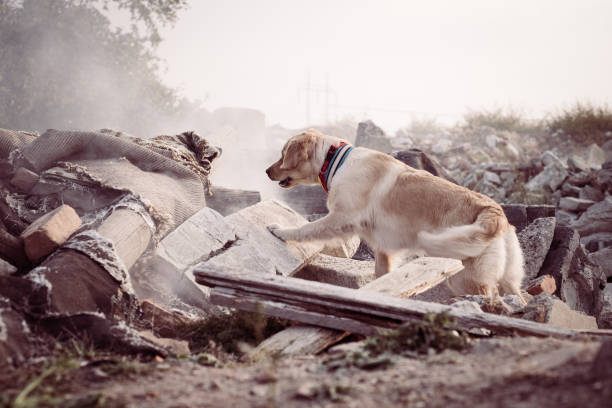 istock Dog looking for injured people. 1089104418