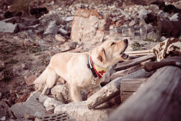 hund auf der suche nach verletzten personen. - tornado natural disaster damaged house stock-fotos und bilder