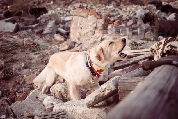 istock Dog looking for injured people. 1089104426