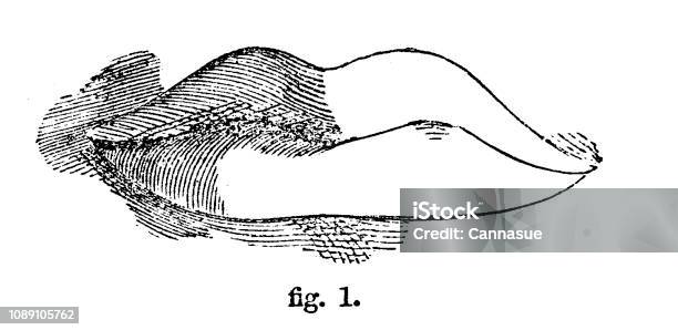 Victorian Black And White Simple Line Drawing Of A Pair Of Lips Showing How To Shadedrawing And Shading Techniques For Anatomy From The Selfaid Cyclopedia By Robert Scott Burn 1860 Stock Illustration - Download Image Now